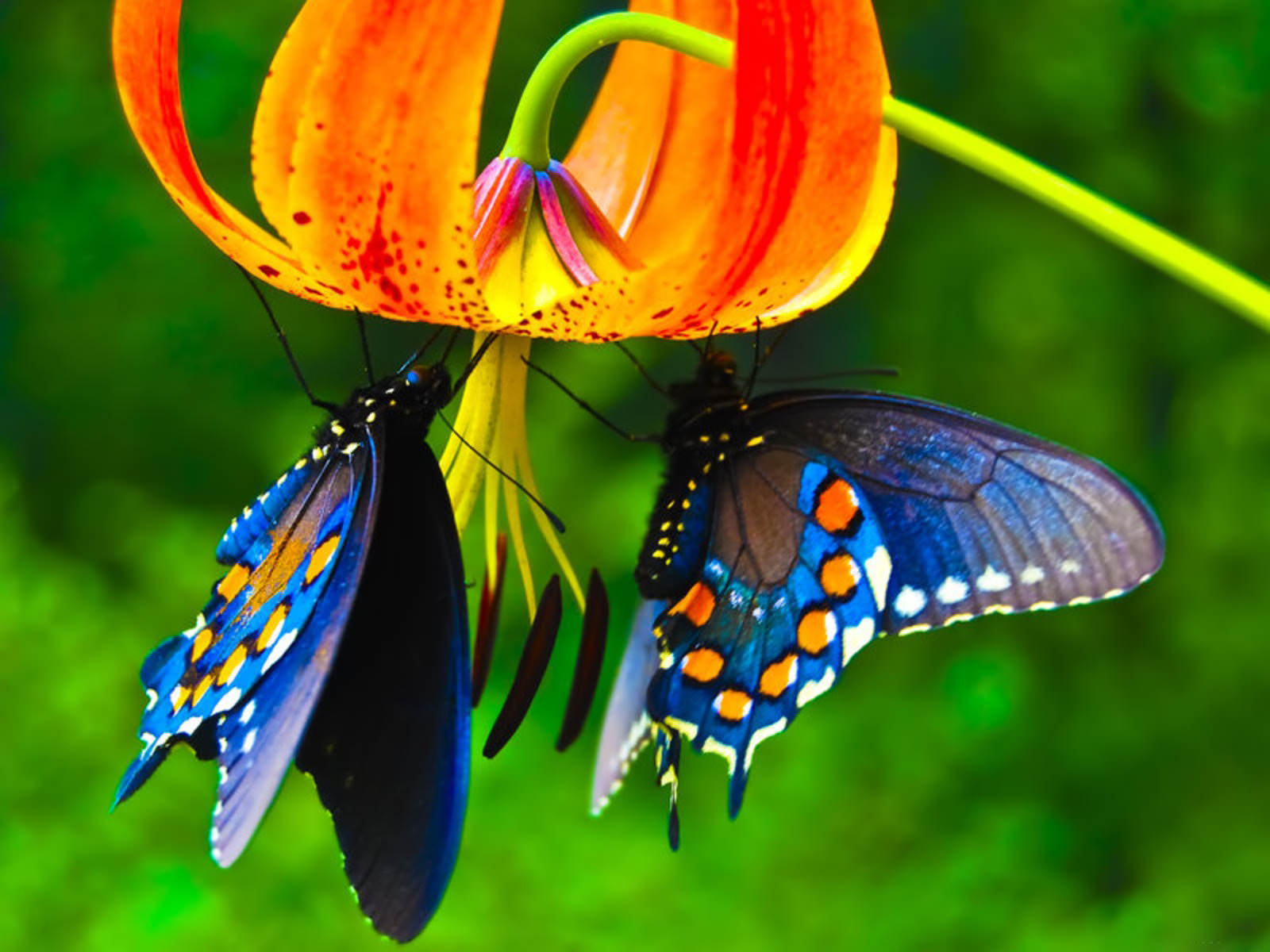 butterfly-and-flower