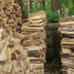 Puteți observa pisica, mașina și ursul panda?